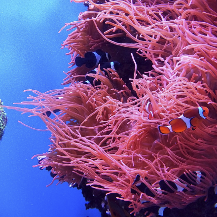 Image of coral reef