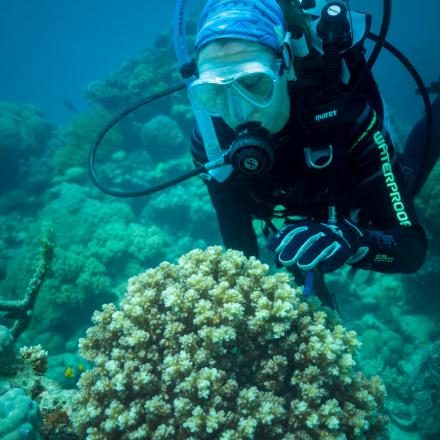 Dr Emma Camp and coral on the Great Barrier Reef (photographer: Rolex/Franck Gazzola)