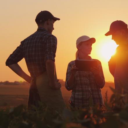 Two men and one woman having a discussion in a field at sunset