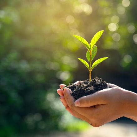 Hand holding soil and seedling