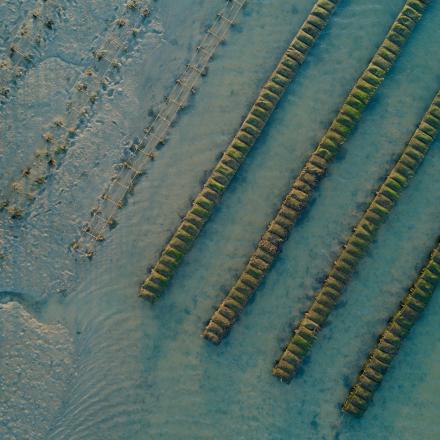 a row of oyster farms in the ocean