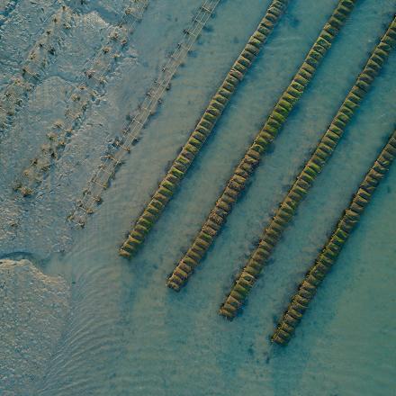 Line of oyster farms