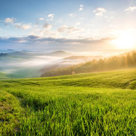 Green field and sunrise