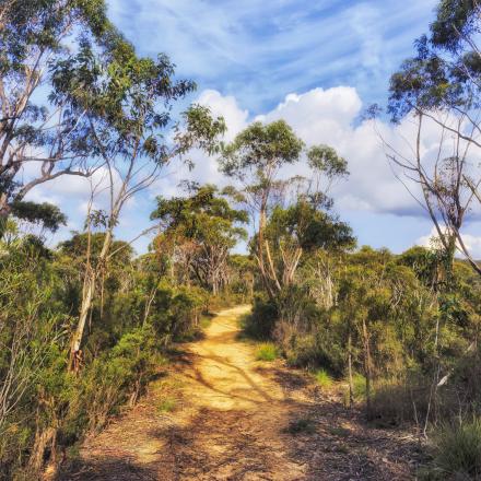 Trees in the Australian bush
