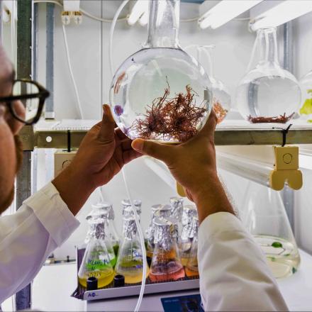 UTS scientist holds red seaweed in a glass container