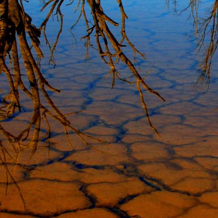 Cracked clay under still water, tree reflections