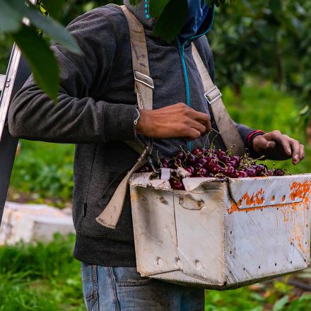 Worker picking cherries