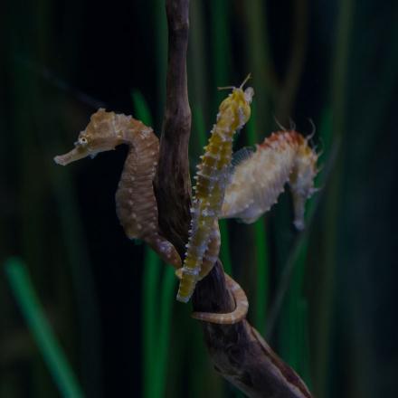 seahorses