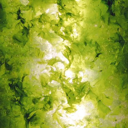 green seaweed floating in clear water