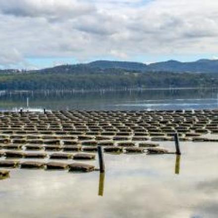 Oyster Farm