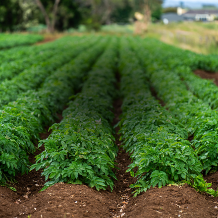 Agricultural food crop