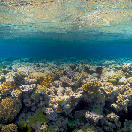 Coral reef image