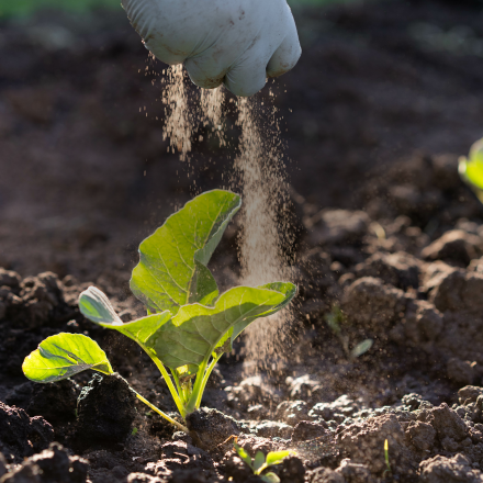 Crop seedling being fertilised