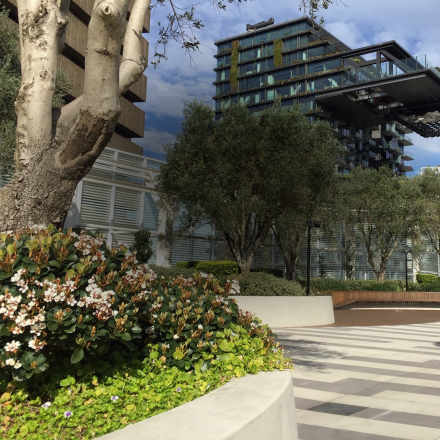 UTS Green roof
