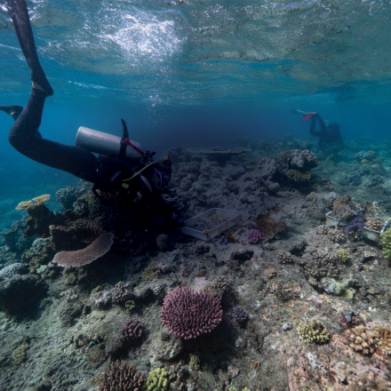 Scuba diver in coral reef