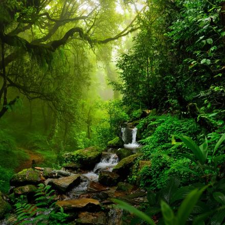 Rainforest with small waterfall flowing into a creek
