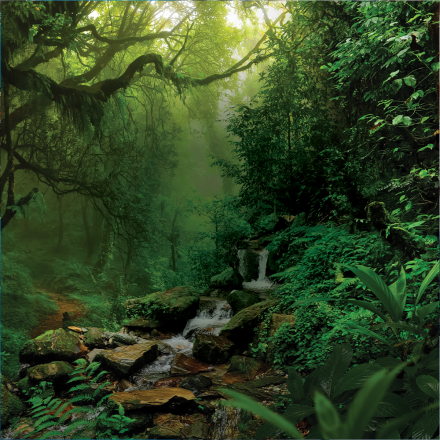 Rainforest with small waterfall flowing into a creek
