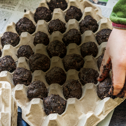 Clay seed bombs in egg tray