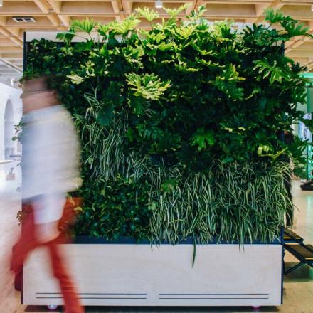 Junglefy Green Wall at the Art Gallery of NSW (courtesy of Junglefy)