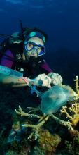 Dr Emma Camp diving on a reef conducting her research