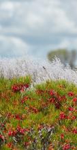 Australian bush flowers