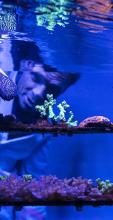 A man and woman look into a tank of colourful coral