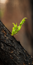 Regrowth from branch after bushfire