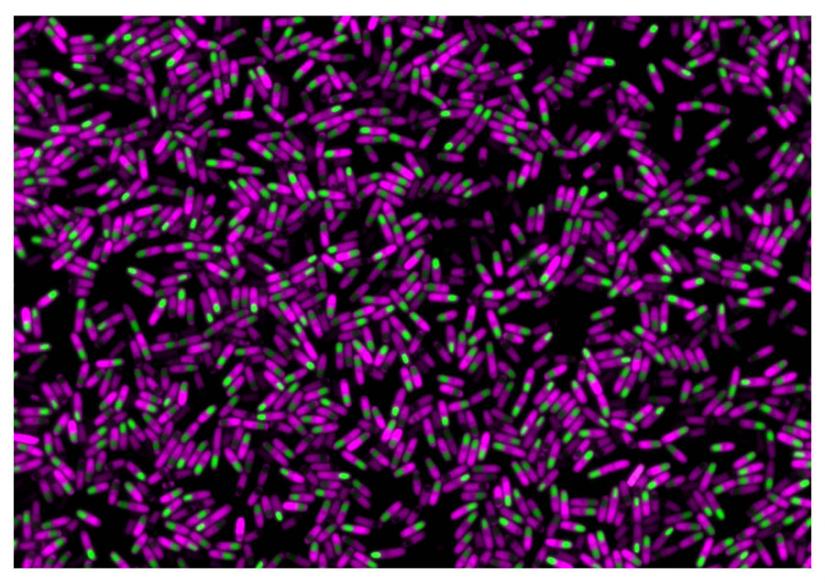 Sporulating bacteria