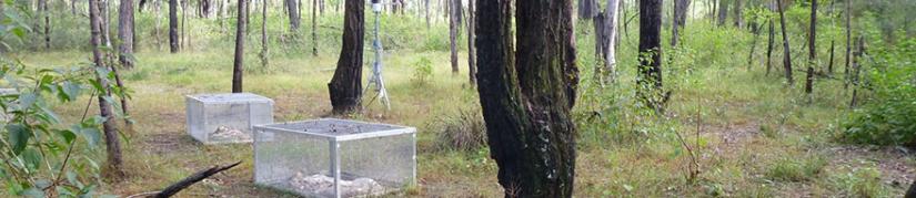 In the forest, on the forest floor are two cages with animal carcasses