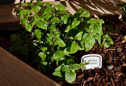 Mentha Australis in the Waraburraa Nura Indigenous garden