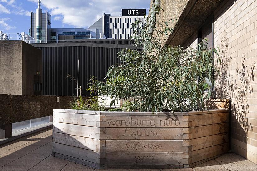 Waraburra Nura Indigenous plant garden at UTS