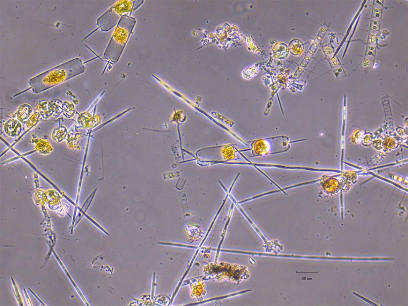 Spring diatom bloom