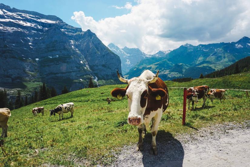 FASS ICS Switzerland study tour a large cow in the mountains!