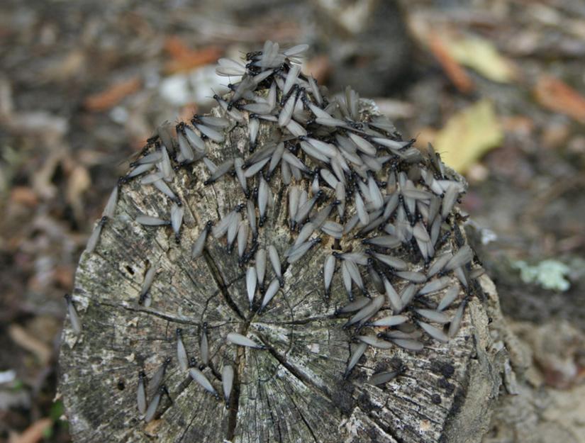 How termites choose what and where to eat. Image: Canva