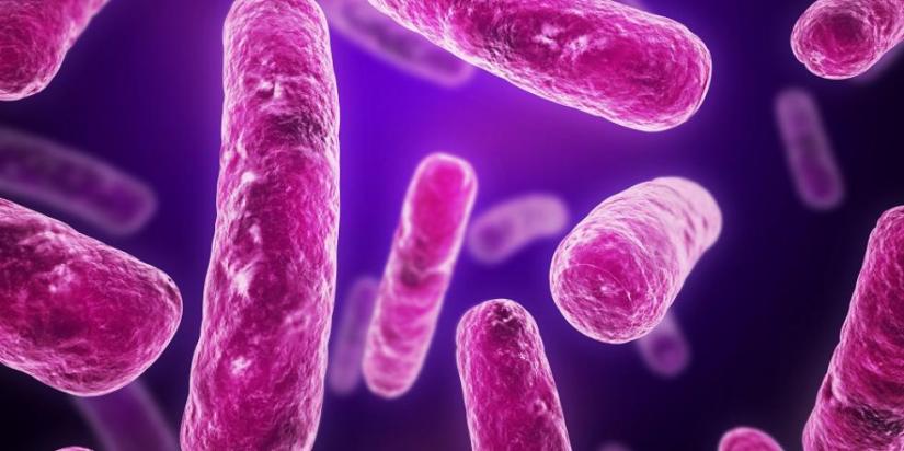 Visualisation of E. coli bacteria