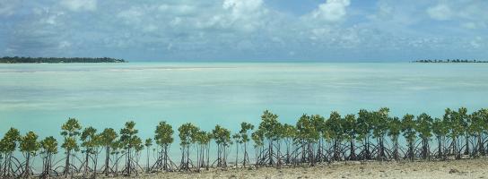 mangroves