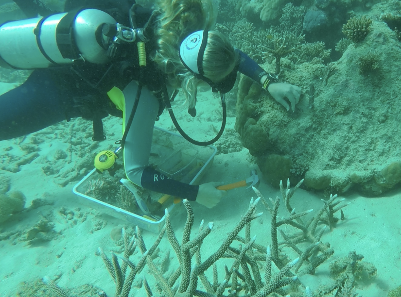 A diver attached a device to coral in the Great Barrier Reef.