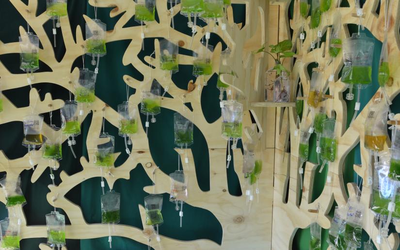 Bags of algae hang on a wooden replica of a tree in  the Deep Green Forest tent at Splendour in the Grass.