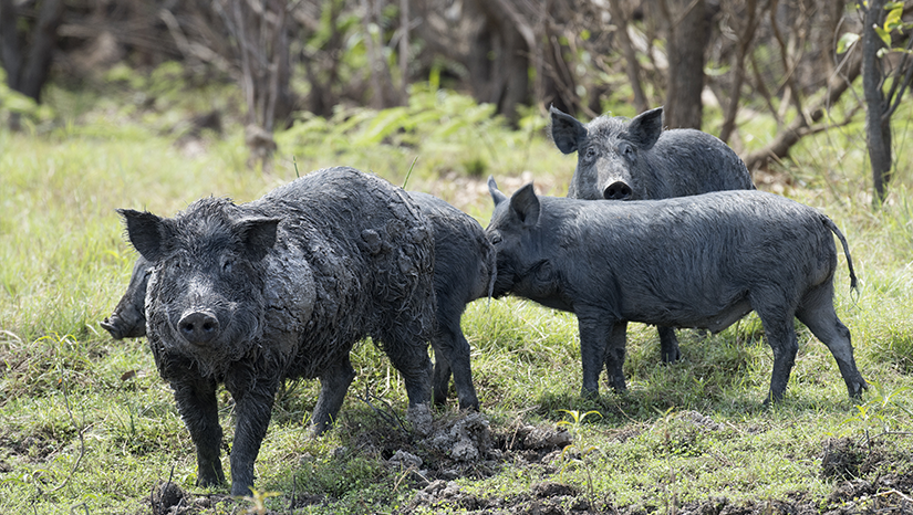 Feral pigs in muddy grass