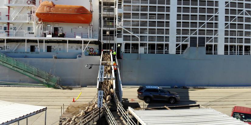 Sheep being counted as they disembark from a ship