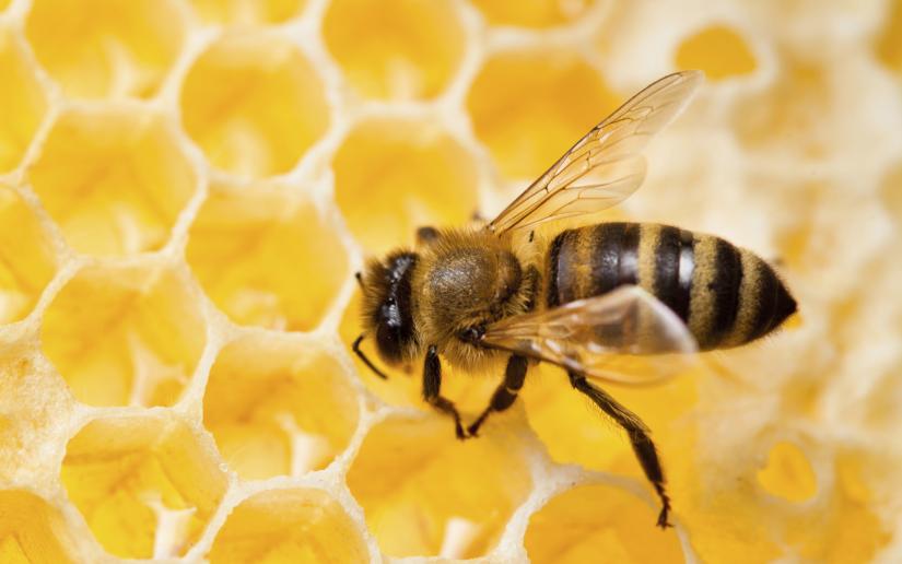 A bee sits on a honeycomb.