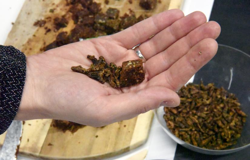 Hand holding a food made from crickets