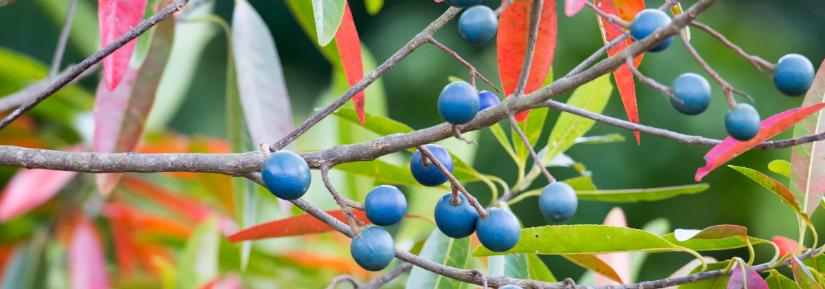 quandong fruit