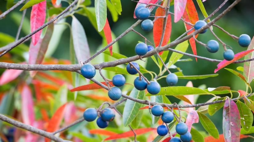 Quandong