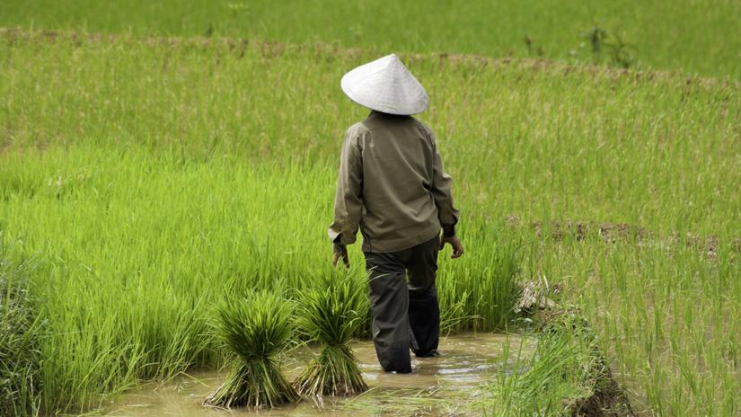 Worker in field