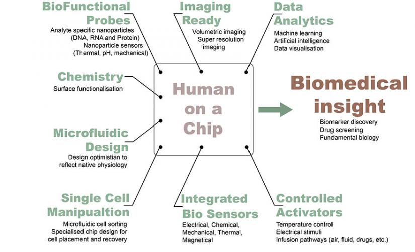 Human on a chip biomedical insight