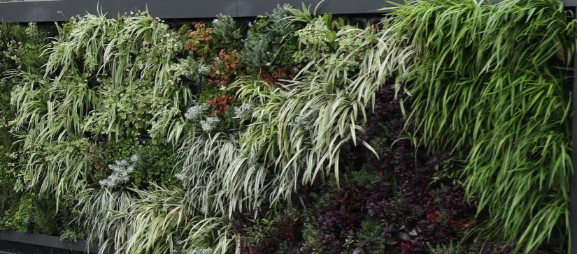 A Breathing Wall composed of plants, special growing media and sensors has been installed in Campbelltown