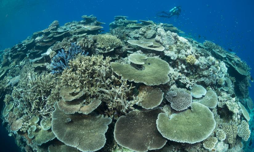 A scuba diver swims past a coral reef.