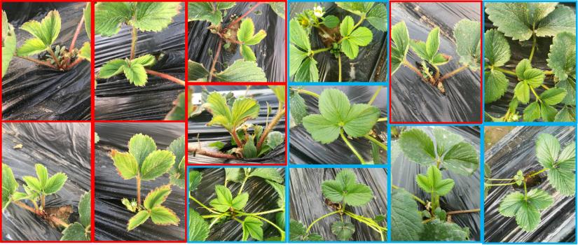 Examples of our strawberry verticillium wilt dataset. The red box shows verticillium wilt, the blue box is a healthy sample.