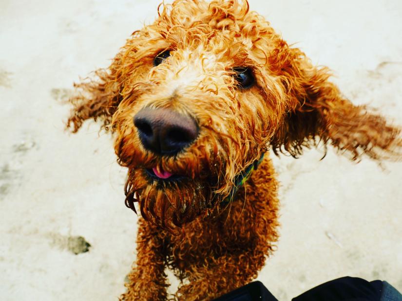 Recycled dog fur can be used to clean-up oil spills on land